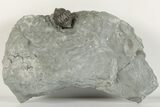 Enrolled Flexicalymene Trilobite In Shale - Mt. Orab, Ohio - #201084-1